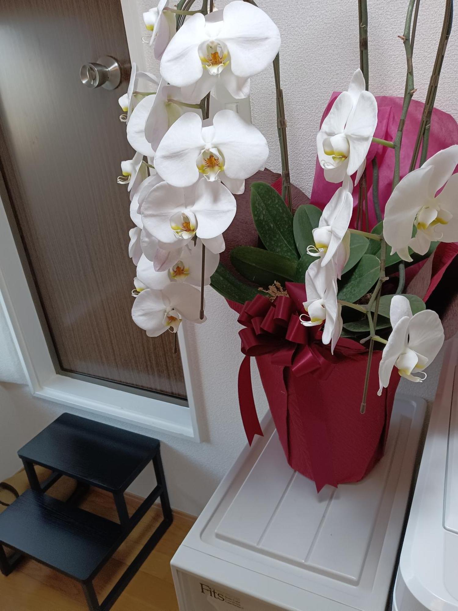 Tokyo Downtown牡丹莊 Villa Eksteriør bilde